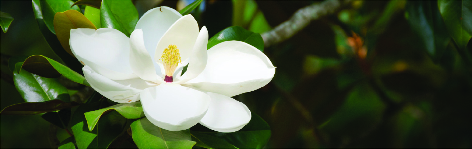 seaside-magnolia@2x-80